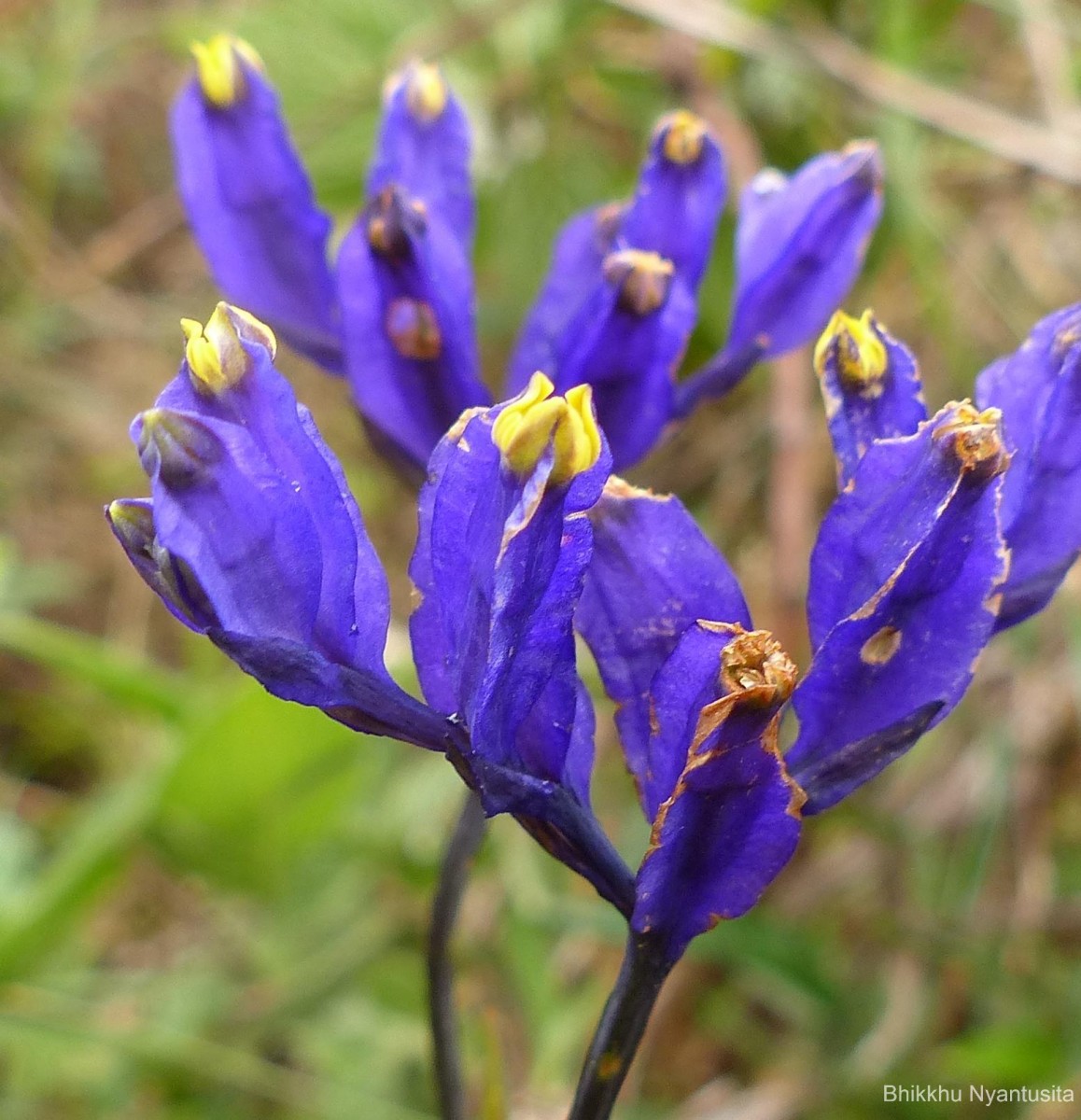 Burmannia disticha L.